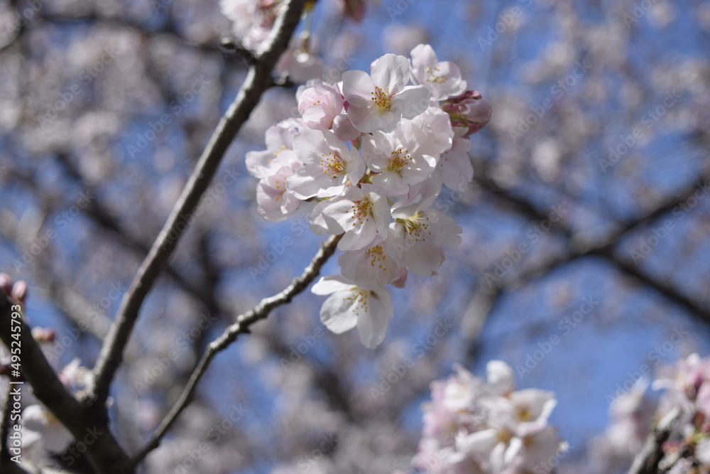 桜　Cherry Blossoms