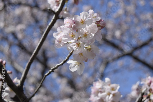       Cherry Blossoms