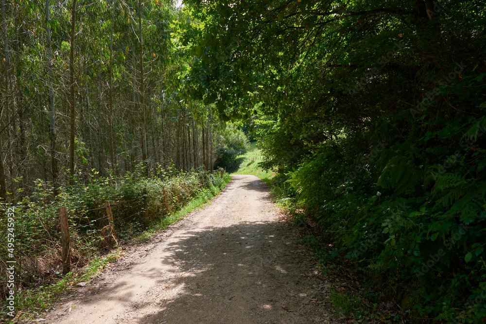 A rustic road surrounded by dense vegetation A rustic road surrounded by dense vegetation