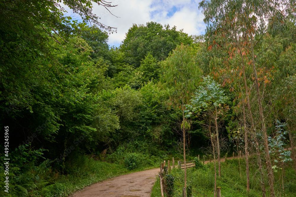 A rustic road surrounded by dense vegetation