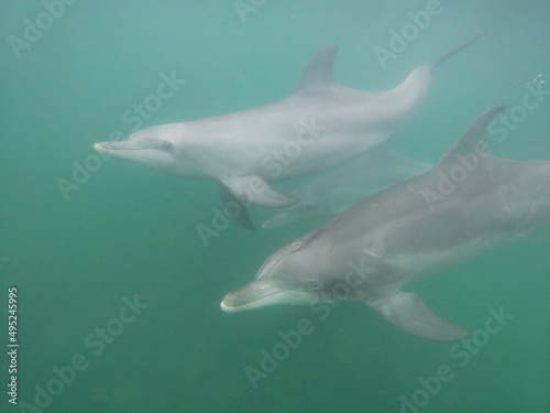Bottle-nosed dolphins swimming in the sea © Samantha