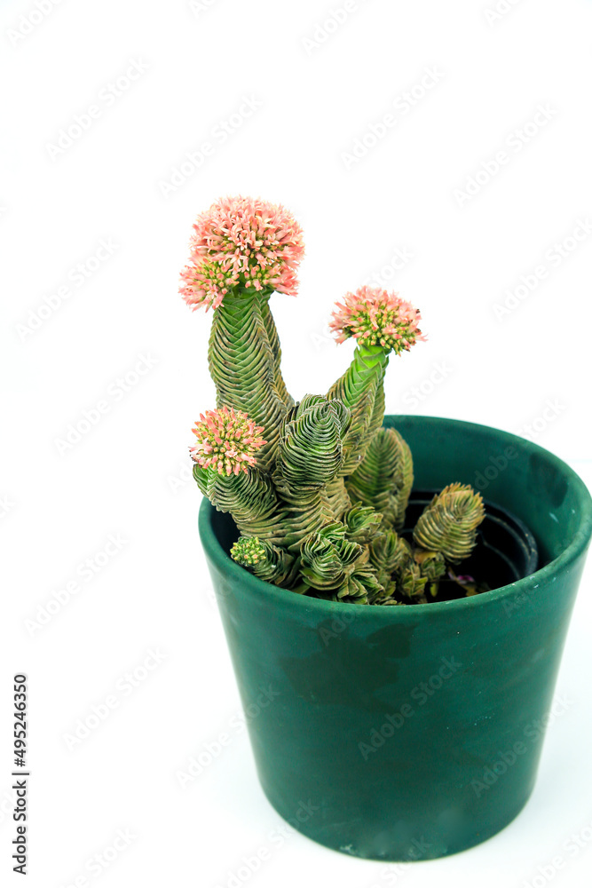 Potted Crassula Pyramidalis Buddhas temple flower Potted Crassula Pyramidalis Buddhas temple flower
