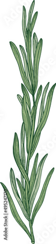 Elegant Rosemary Plant Branch Hand Draw Realistic Illustration
