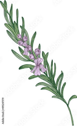 Rosemary Branch with Flowers Hand Draw Realistic Illustration