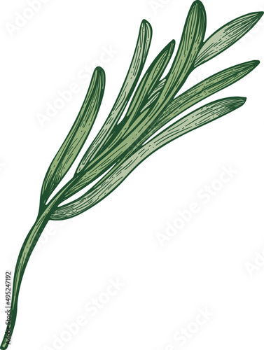 Elegant Rosemary Plant Branch Hand Draw Realistic Illustration