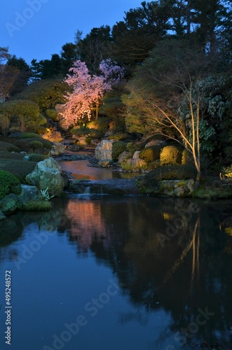 Fototapeta Naklejka Na Ścianę i Meble -  Illuminated weeping cherry blossoms and pond