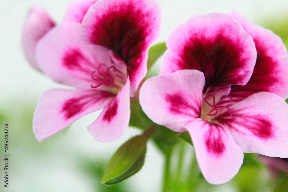 Scented Geranium Pelargonium Crispum flower Scented Geranium Pelargonium Crispum flower