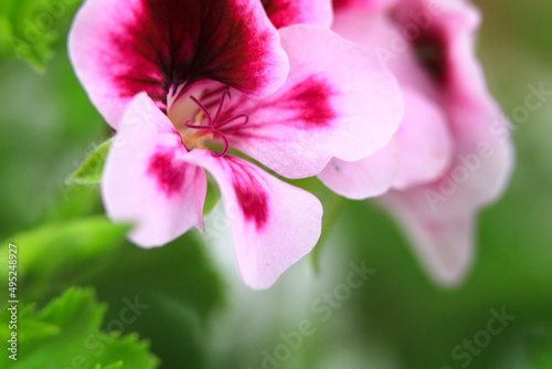 Scented Geranium Pelargonium Crispum flower