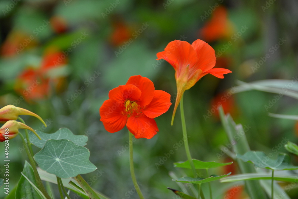 red wild flower in field red wild flower in field