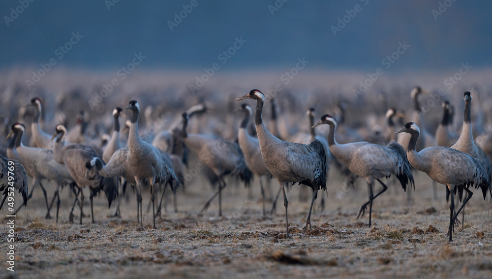 Common crane (Grus grus) Common crane (Grus grus)