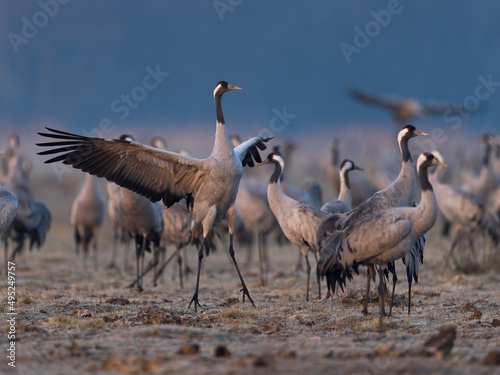 Common crane (Grus grus) © dennisjacobsen
