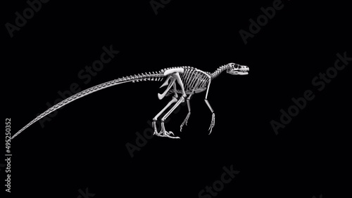 An endless loop of velociraptor skeleton rotating on alpha channel background.