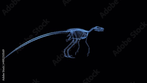 An endless loop of velociraptor skeleton hologram rotating on alpha channel background.