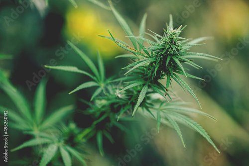 Bush marijuana cannabis small plant seedling on blurred background with sun light