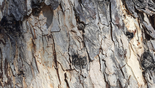 Tree bark texture background. Spot focus.