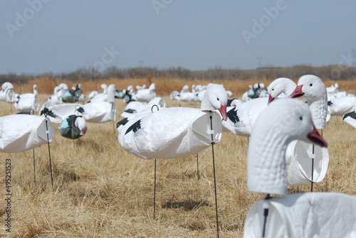 A spread of wind sock snow goose decoys  photo