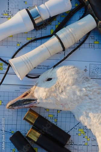 A mature snow goose and a snow goose call  photo