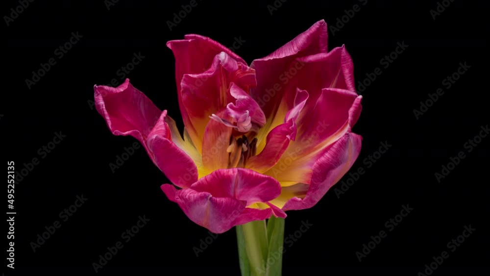 Timelapse of pink tulip flower blooming on black background, Timelapse of pink tulip flower blooming on black background,