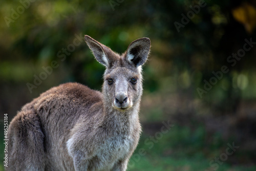Grey Kangaroo, photo with negative space
