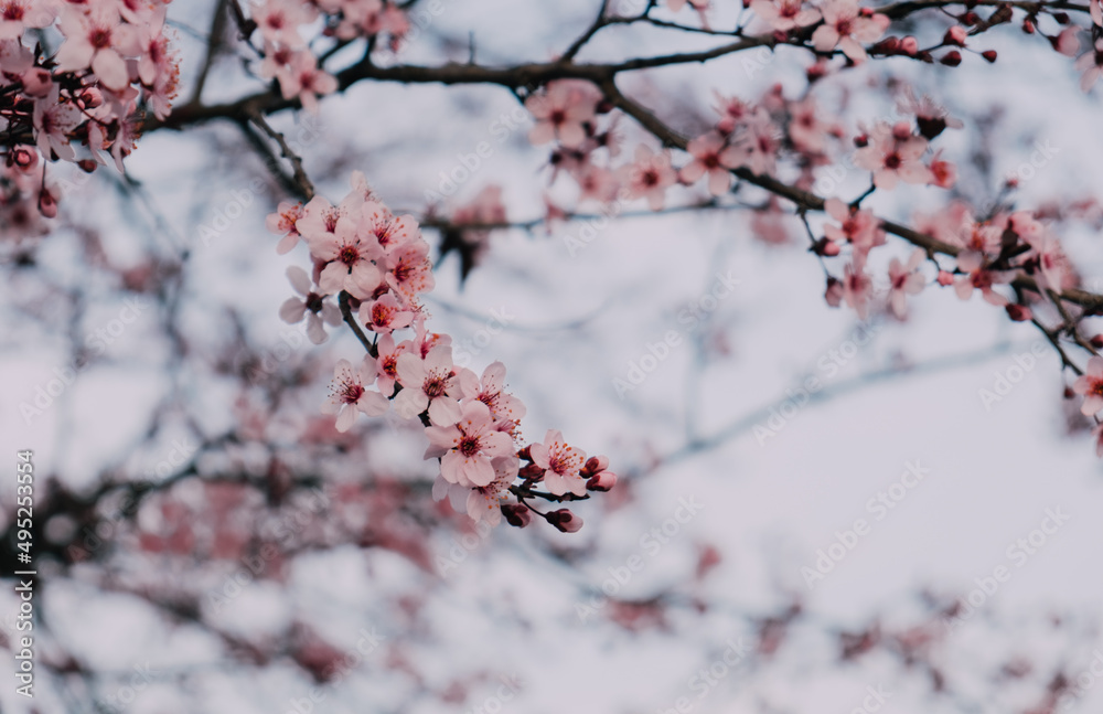 Spring blossoms. Tree branch with beautiful fresh pink flowers in full bloom, close up. Blooming sakura. Floral background. Spring blossoms. Tree branch with beautiful fresh pink flowers in full bloom, close up. Blooming sakura. Floral background.
