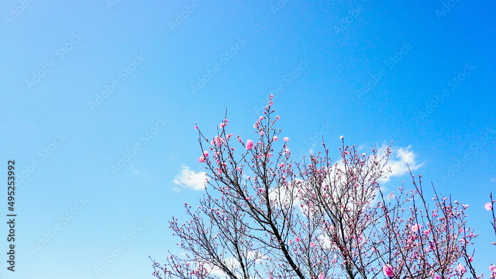 大分県日田市の桜