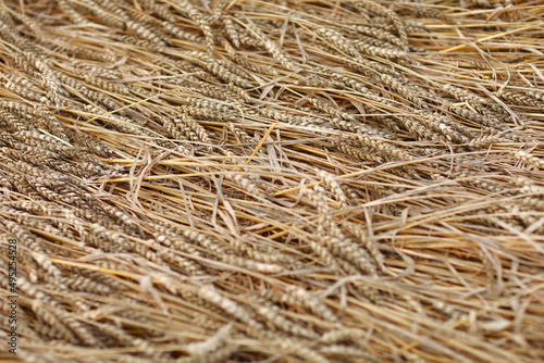 golden spikelets of wheat in the field close up. Ripe large golden ears of wheat against the yellow background of the field. Close-up, nature. The idea of a rich summer harvest, farming