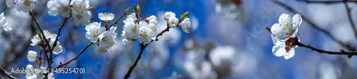 Panorama fresh spring flowers of tree on the branches against sky. Shallow de...