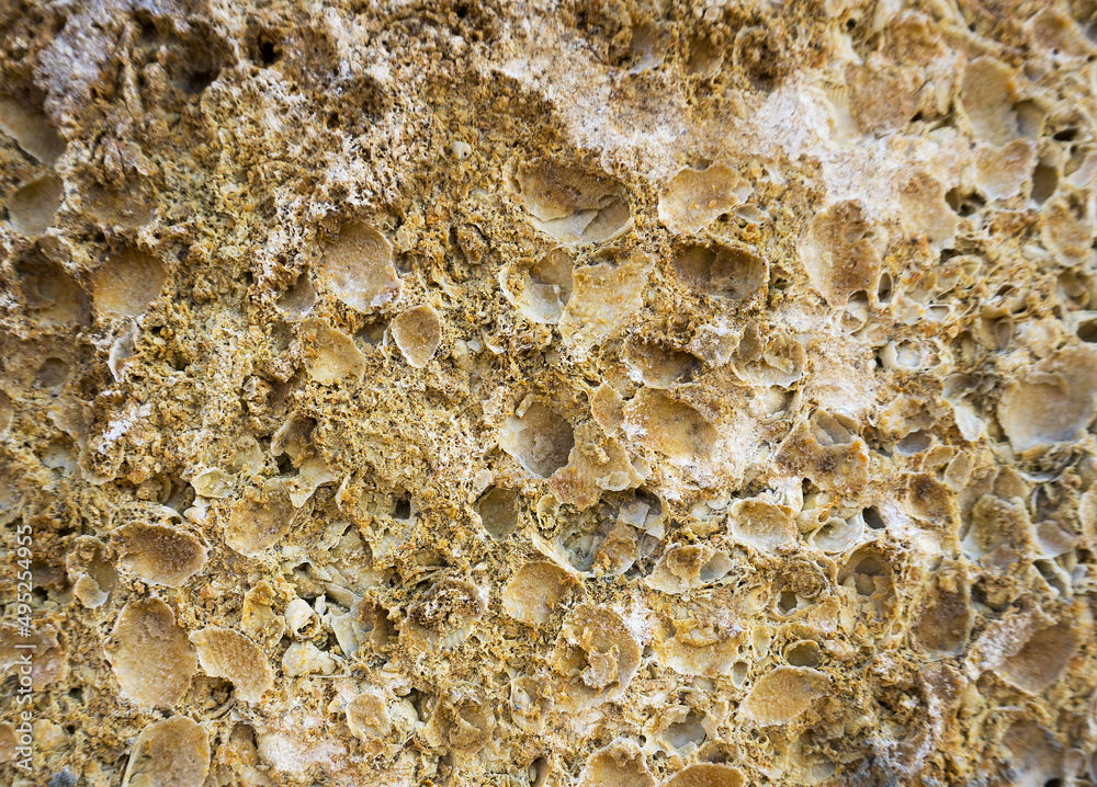 shell rock texture close up shell rock texture close up