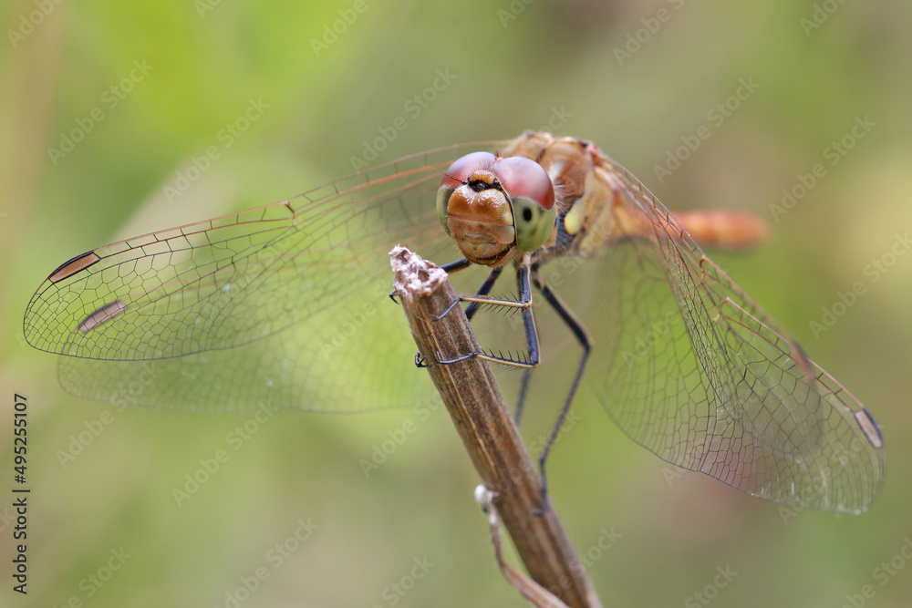 A dragonfly (Odonáta) sits on a grass stalk. The dragonfly's huge eyes look incredibly fantastic.
Dragonflies are active predators that feed on insects caught on the fly.
A dragonfly (Odonáta) sits on a grass stalk. The dragonfly's huge eyes look incredibly fantastic.
Dragonflies are active predators that feed on insects caught on the fly.