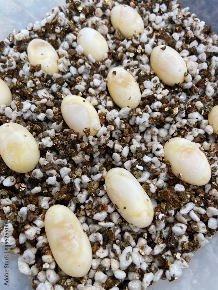 reptile eggs on the ground, hatch animal eggs