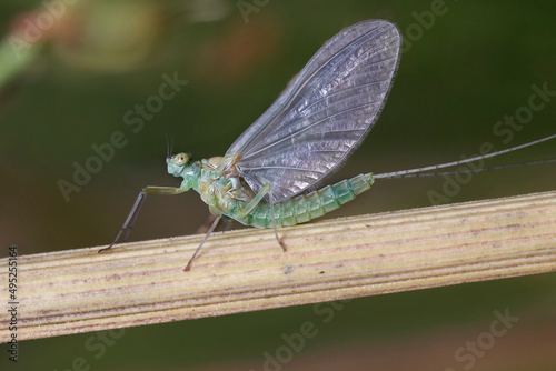 Macro of a small  mayfly resting on a blade of grass. 
Mayflies are characterized by a unique process for winged insects - molting of the winged form.
 photo