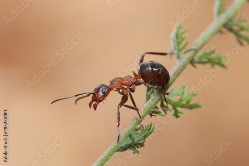 An ant systematically runs along a grass stalk. 
It's cool in spring, and the ant doesn't run as fast as in summer.
