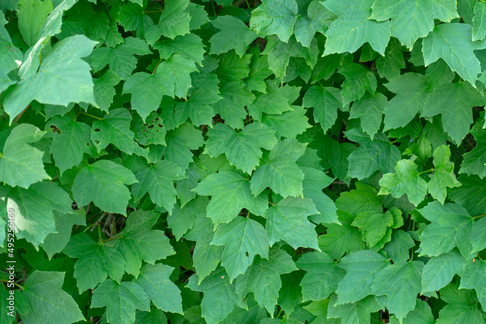 Green foliage closeup. Natural background from green leaves. Green foliage closeup. Natural background from green leaves.