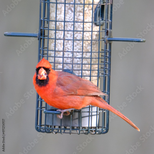Cardinal