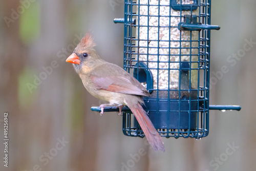 female cardinal