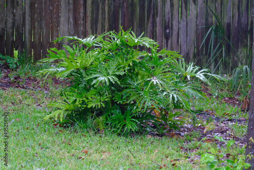 philodendron