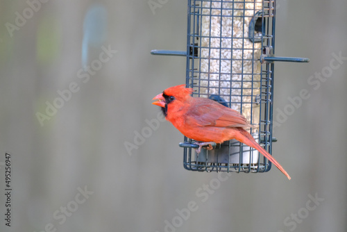 Cardinal