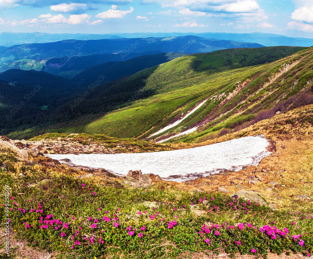 Magic сharming beautiful landscape in the Carpathians with a strip of snow and rhododendrons on the background of mountain ranges. Exciting amazing places. popular tourist attractions