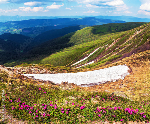 Magic сharming beautiful landscape in the Carpathians with a strip of snow and rhododendrons on the background of mountain ranges. Exciting amazing places. popular tourist attractions