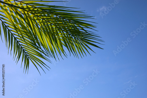 Palm sunday concept. Palm Leaf om blue sky background. Celebration entrance of Jesus into Jerusalem. © vetre