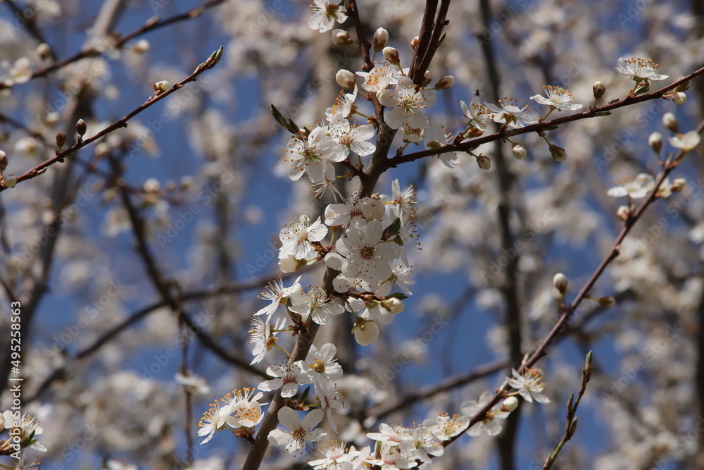 branche de cerisier en fleurs