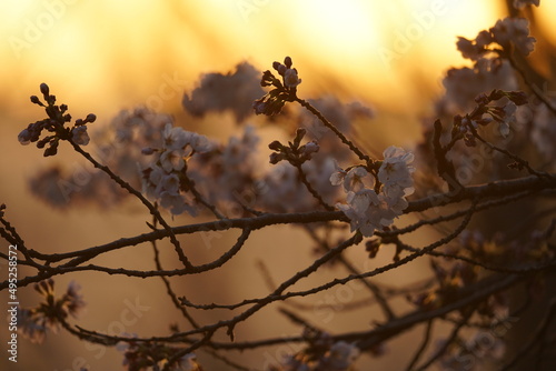 2022年　3月下旬　桜の風景 © Tomo Nyan