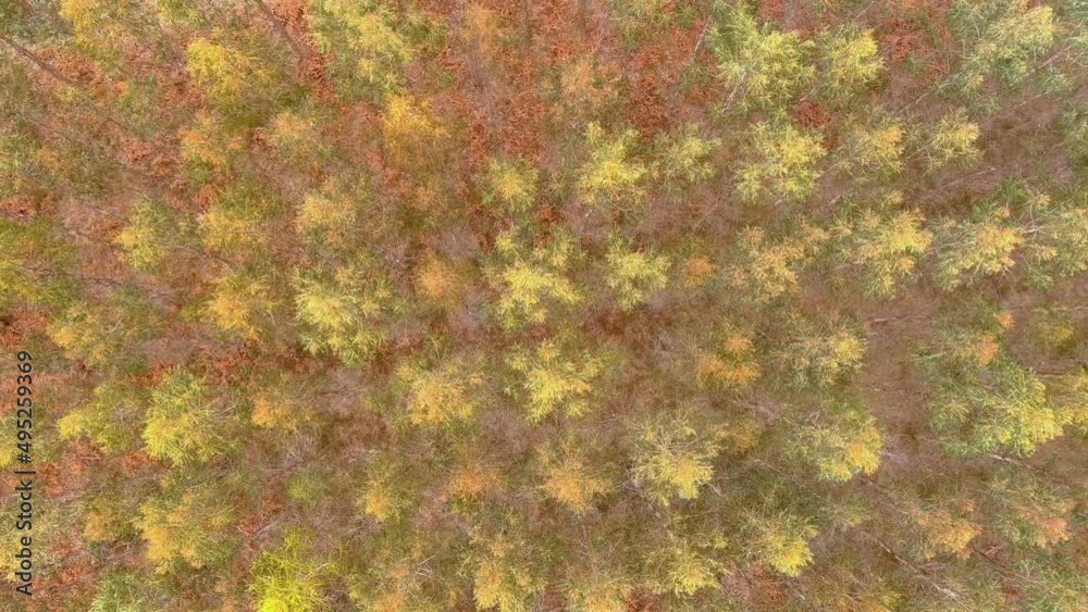 Aerial Birds Eye View Over Poplar Tree Plantation In Galicia. Pedestal Up Aerial Birds Eye View Over Poplar Tree Plantation In Galicia. Pedestal Up