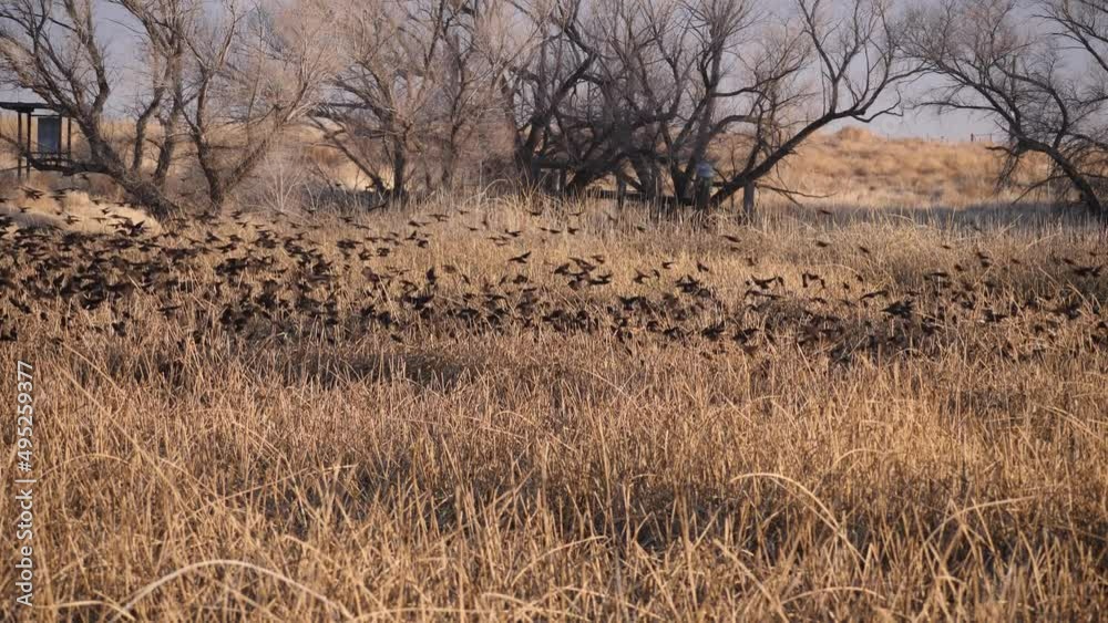 A large flock of starlings sits down for the night in the reeds near the lake. A large flock of starlings sits down for the night in the reeds near the lake.