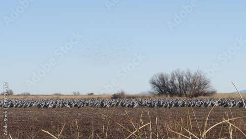 This is a shot of thousands of snow geese flying over golden fields. photo