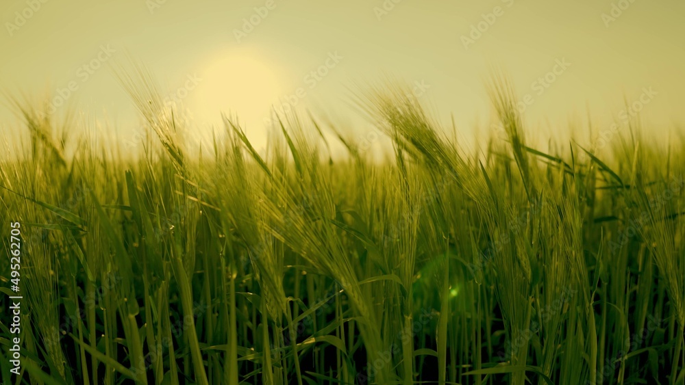 green wheat at sunset field. summer plantation landscape. farming concept. agriculture. ears wheat leaves sway wind. young fresh grain. growing food agriculture natural organic rural industry yields