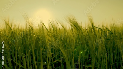 green wheat at sunset field. summer plantation landscape. farming concept. agriculture. ears wheat leaves sway wind. young fresh grain. growing food agriculture natural organic rural industry yields