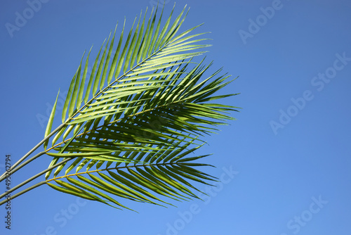 Palm sunday concept. Palm Leaf om blue sky background. Celebration entrance of Jesus into Jerusalem. photo