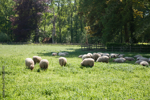 brown sheep graze on an open green meadow in a farming area, rural life, 