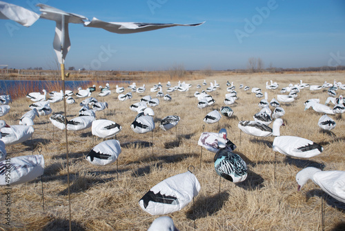 A spread of snow goose windsocks and flyers photo